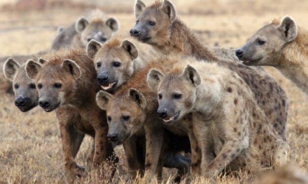 La hora de las hienas